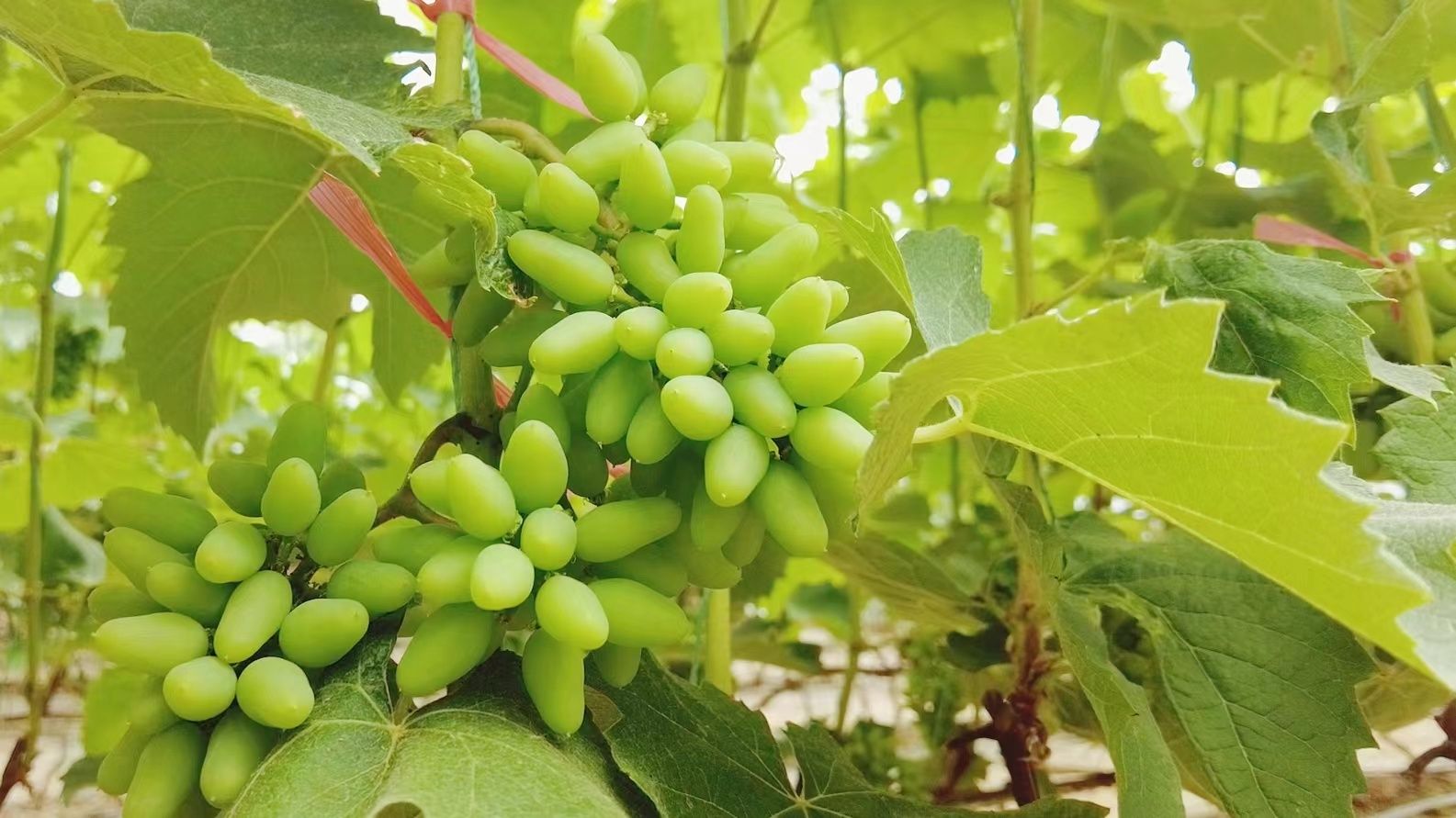 绿如玛瑙的葡萄即将成熟
